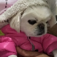 Pekingese, Köpek  LiLi fotoğrafı