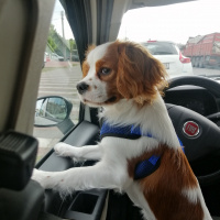 Cavalier King Charles Spanieli, Köpek  Tarçın fotoğrafı