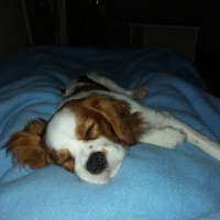 Cavalier King Charles Spanieli, Köpek  Tarçın fotoğrafı