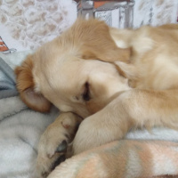 Golden Retriever, Köpek  Tina fotoğrafı
