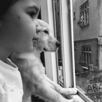 Golden Retriever, Köpek  Tina fotoğrafı