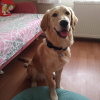 Golden Retriever, Köpek  Tina fotoğrafı