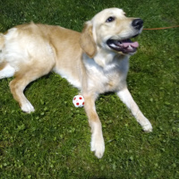 Golden Retriever, Köpek  Tina fotoğrafı