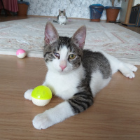 Tekir Kedi, Kedi  Ceylan fotoğrafı