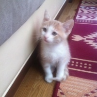 Tekir Kedi, Kedi  minnaklar fotoğrafı