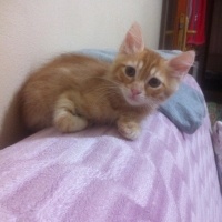 Tekir Kedi, Kedi  minnaklar fotoğrafı