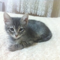 Tekir Kedi, Kedi  minnaklar fotoğrafı