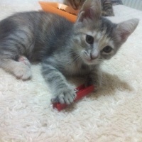 Tekir Kedi, Kedi  minnaklar fotoğrafı