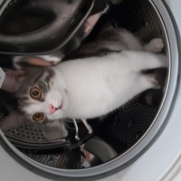Tekir Kedi, Kedi  inci ve şeker fotoğrafı
