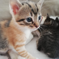 Tekir Kedi, Kedi  Behlül fotoğrafı