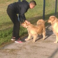 Golden Retriever, Köpek  TARCIN fotoğrafı