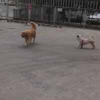 Golden Retriever, Köpek  TARCIN fotoğrafı