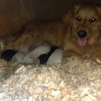 Golden Retriever, Köpek  TARCIN fotoğrafı