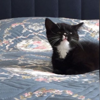 Tuxedo (Smokin) Kedi, Kedi  Şeker fotoğrafı