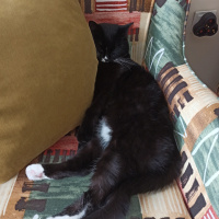 Tuxedo (Smokin) Kedi, Kedi  Şeker fotoğrafı