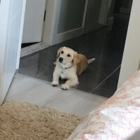 Labrador Retriever, Köpek  Waltz fotoğrafı