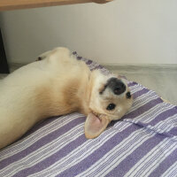 Labrador Retriever, Köpek  Waltz fotoğrafı