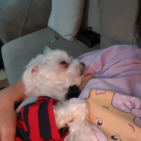 Maltese, Köpek  Sedat fotoğrafı