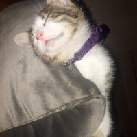 Norwegian Forest, Kedi  Leyla fotoğrafı