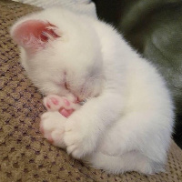 Tekir Kedi, Kedi  Paşa fotoğrafı