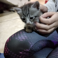 Tekir Kedi, Kedi  Boncuk fotoğrafı