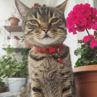 Tekir Kedi, Kedi  Nane fotoğrafı