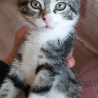 Tekir Kedi, Kedi  Mia ve Maya fotoğrafı