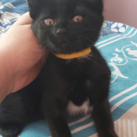 Tekir Kedi, Kedi  Mia ve Maya fotoğrafı