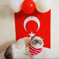 Scottish Fold, Kedi  Bambam fotoğrafı