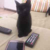 Siyam Kedisi, Kedi  Miya fotoğrafı