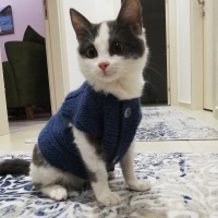 Tekir Kedi, Kedi  Gümüş fotoğrafı