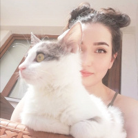 Tekir Kedi, Kedi  Gümüş fotoğrafı