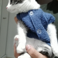 Tekir Kedi, Kedi  Gümüş fotoğrafı