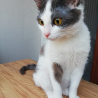 Tekir Kedi, Kedi  Gümüş fotoğrafı