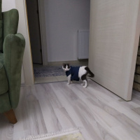 Tekir Kedi, Kedi  Gümüş fotoğrafı