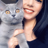 British Shorthair, Kedi  Paris fotoğrafı