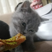 British Shorthair, Kedi  Paris fotoğrafı