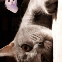 British Shorthair, Kedi  Paris fotoğrafı