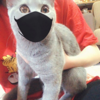 British Shorthair, Kedi  Paris fotoğrafı