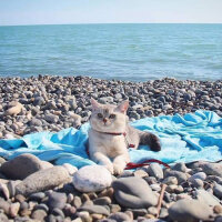 Scottish Fold, Kedi  Zarife fotoğrafı