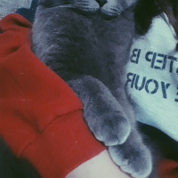 Scottish Fold, Kedi  Gece fotoğrafı