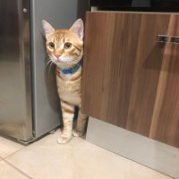 Sarman, Kedi  Paşa fotoğrafı