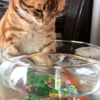 Sarman, Kedi  Paşa fotoğrafı