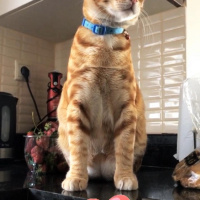 Sarman, Kedi  Paşa fotoğrafı