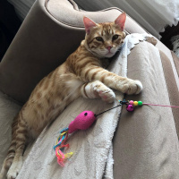 Sarman, Kedi  Paşa fotoğrafı
