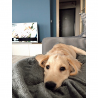 Golden Retriever, Köpek  Diego fotoğrafı