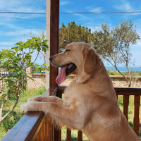 Golden Retriever, Köpek  Diego fotoğrafı