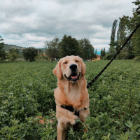 Golden Retriever, Köpek  Diego fotoğrafı
