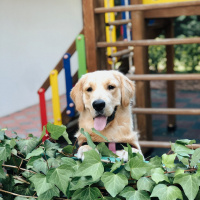 Golden Retriever, Köpek  Diego fotoğrafı