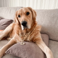 Golden Retriever, Köpek  Diego fotoğrafı